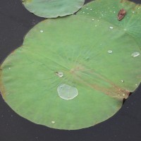 Nelumbo nucifera Gaertn.